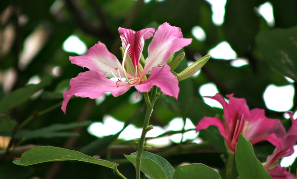 tropical blooms