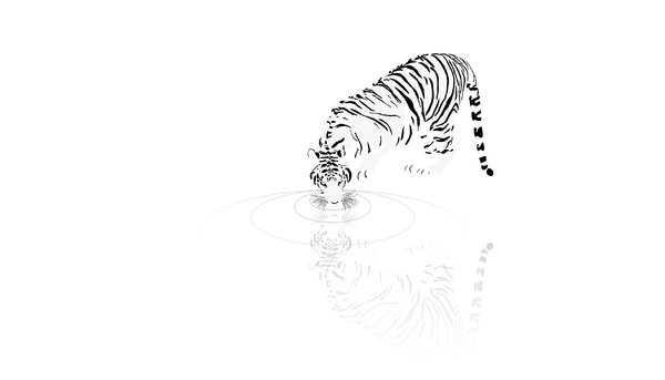 wallpaper drinking tiger: no description