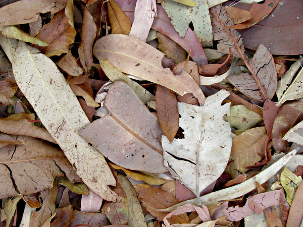 autumn textures
