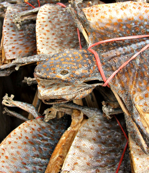 dried stretched lizards