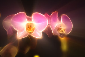 Reflektory orchidea