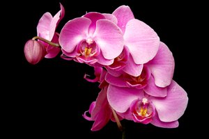 orquídea rosa: 