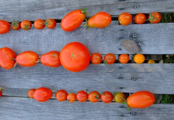 Tomato Lineup