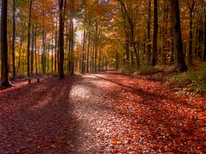 banco en el bosque de otoño - HDR: 
