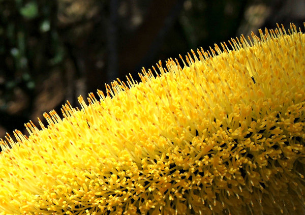 banksia blooms