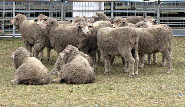 waiting sheep