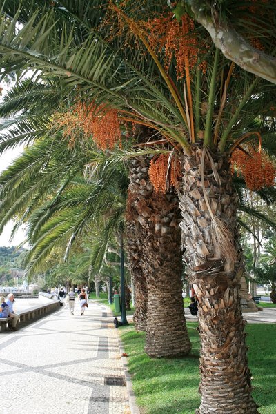 Funchal promenade