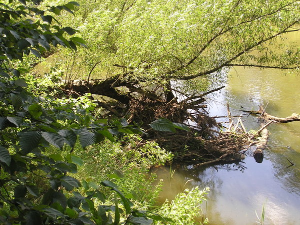 Beavers dam