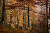 el bosque de otoño