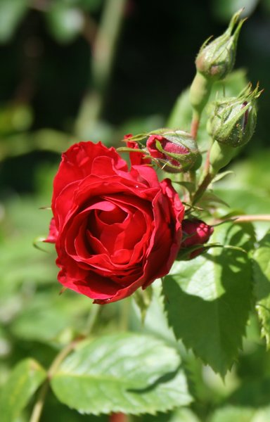 Red rose