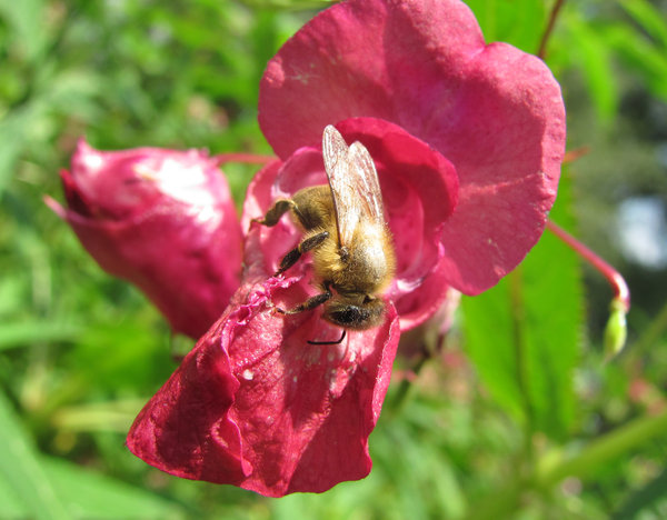 Bee on flower 3