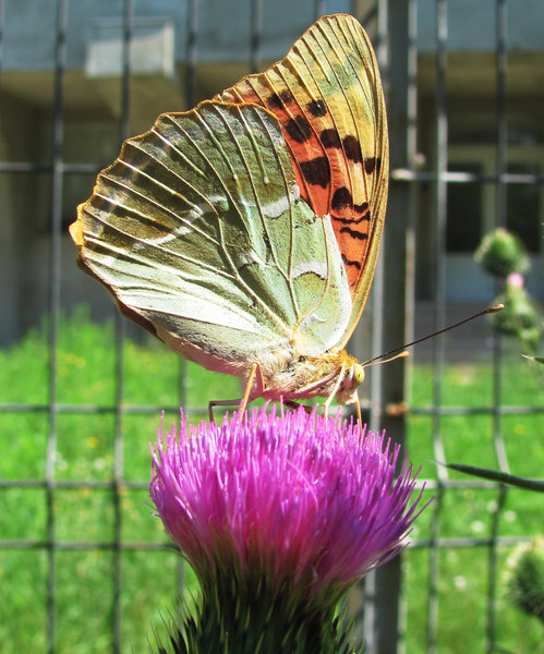 butterfly on flower 1