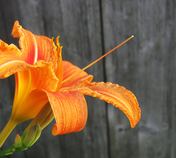 lily: bright orange lily blossom