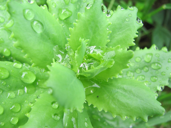 Wet plant