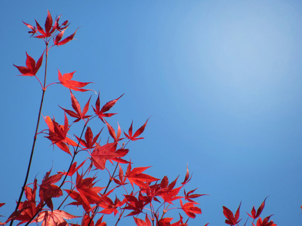 red leaves: red maple leaves against blue sky