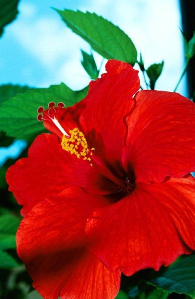 Grand Cayman flower