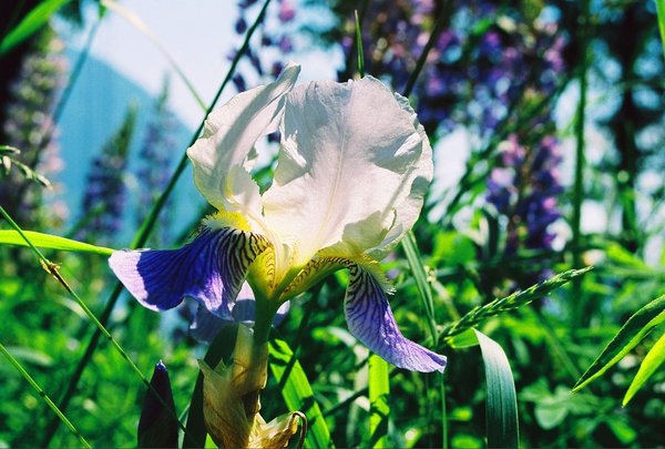 Wild Iris in Maine 2