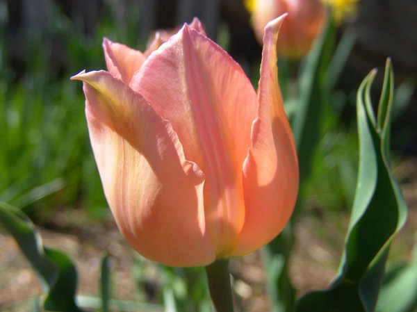 Tulips in Peach