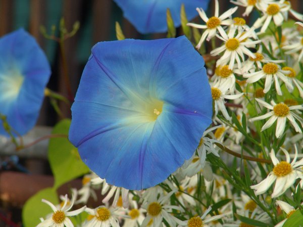 Morning Glories in Blue