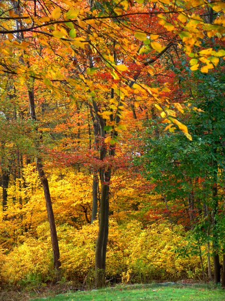Goldener Herbst: 