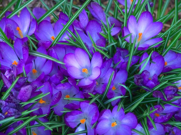Springs Delight: First sign of Spring, flowers popping up in bright shades of Purples. Makes a great desk top photo.