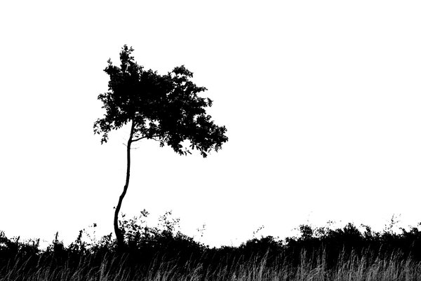 oak: little oak tree growing in a hedgerow. black & white.