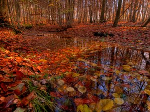 Water and forest - HDR: 