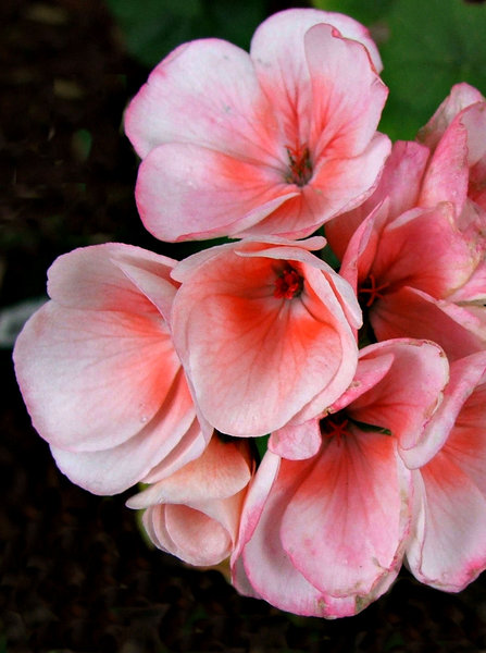 pelargonium pink