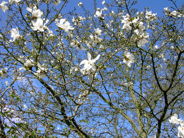 white magnolia: white magnolia