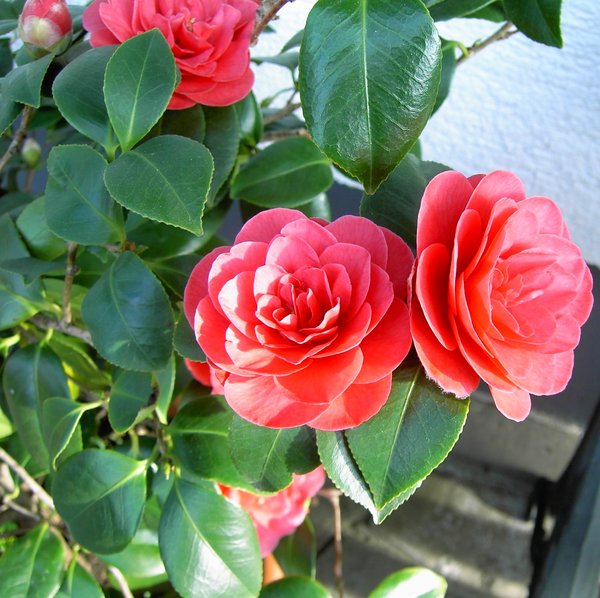 camellia: camellia