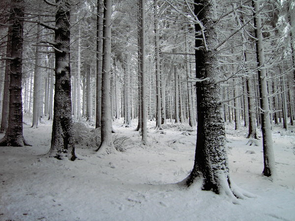 snowy forest: snowy forest