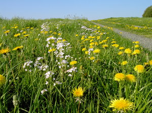 flower meadow: flower meadow