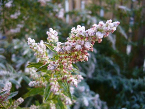 Frosty Garden: A flowering artemisia sparkles with frost in the garden