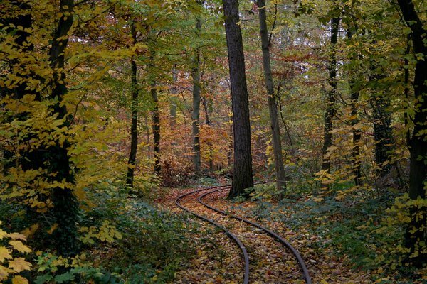 tracks in autumn