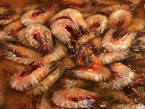 cold prawns: prawns in brine at fish market
