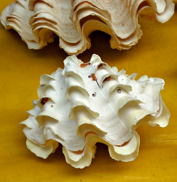 shell display