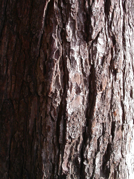 tree-texture