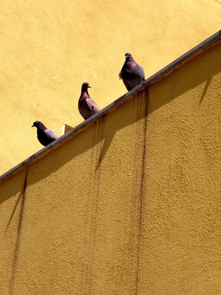 sunbathing doves
