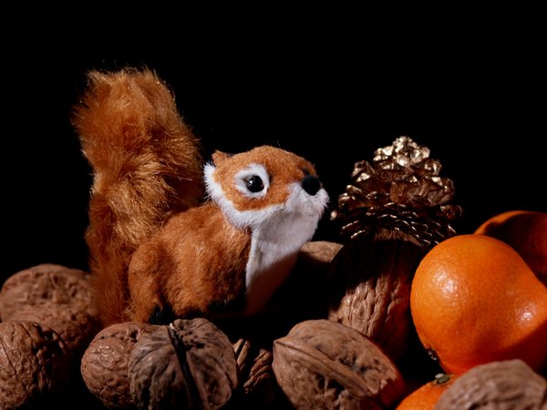 Squirrel in wallnuts