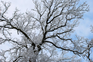 schneebedeckten Zweige: 