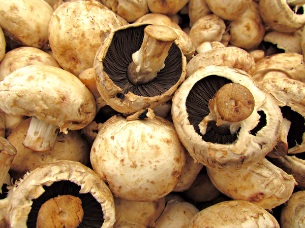 mushroom pack