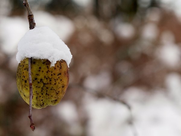 Apple with snow