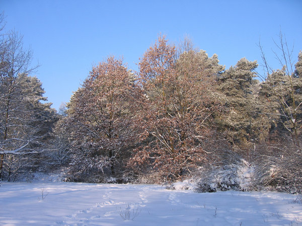 winter trees scenery