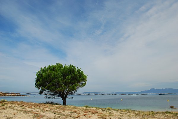 Tree in the beach