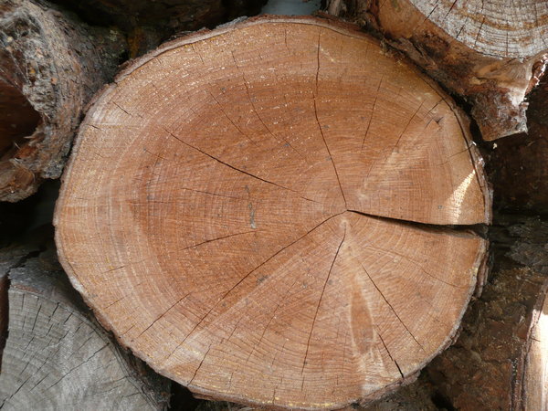 Annual Rings: Trunk of a tree with clear annual rings