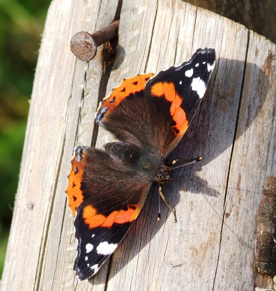 Red Admiral  2