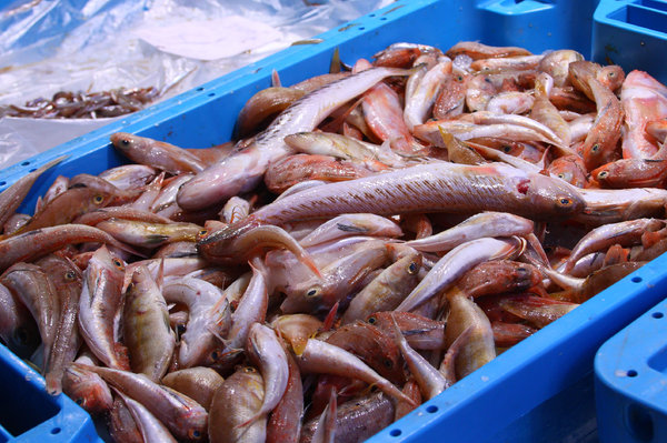 Fish market