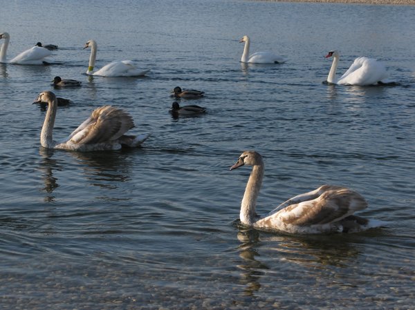 swans lake