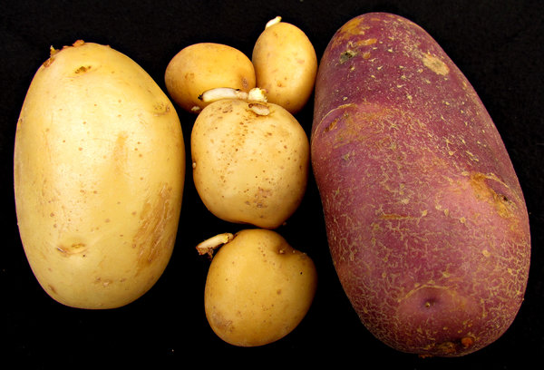 potato family