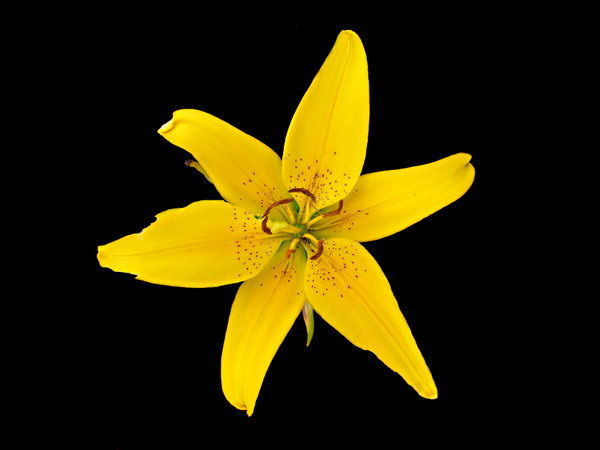 Asiatic lily: bright yellow Asiatic lilly - garden flower